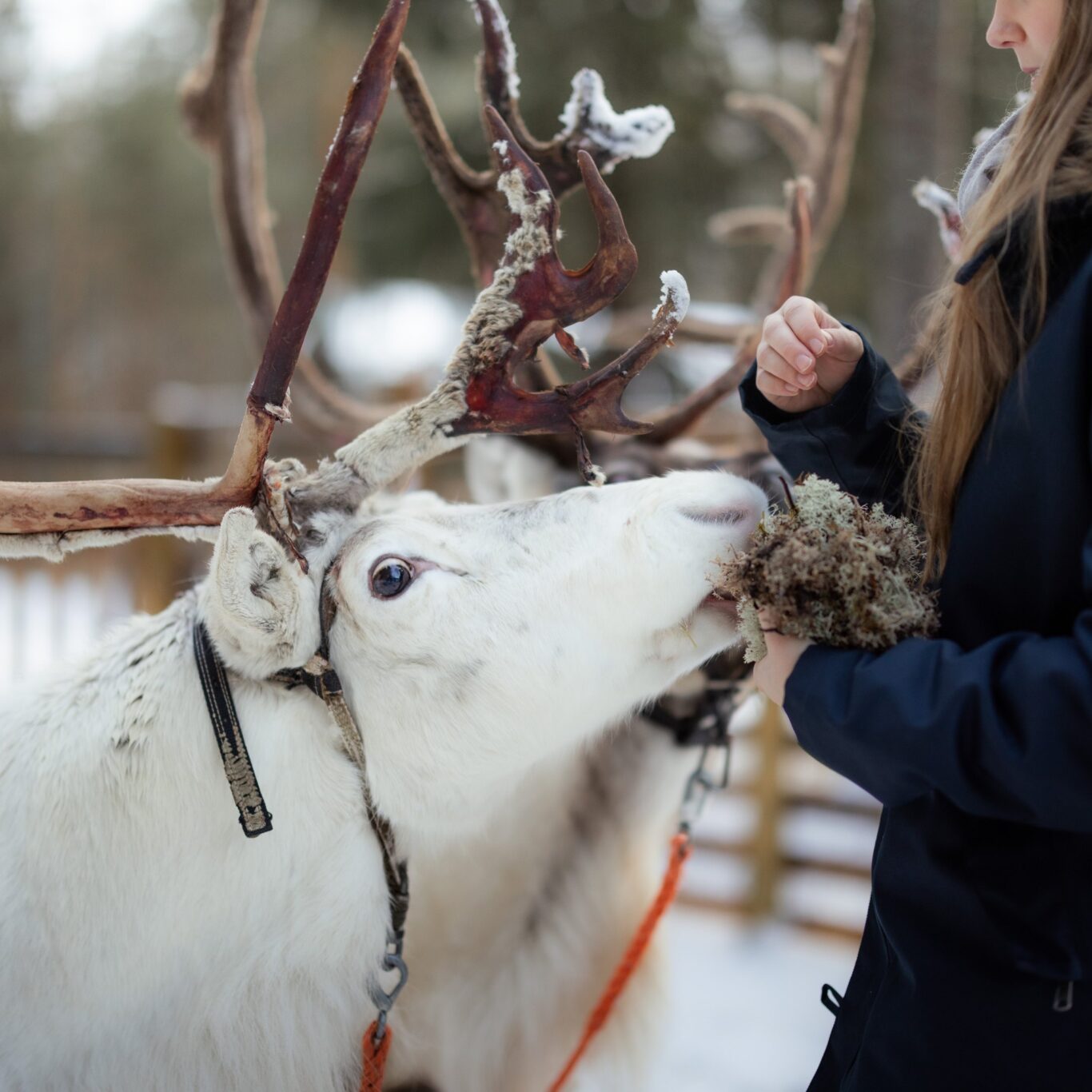 Santa Park Rovaniemi SantaPark - The Home cavern of Santa Claus | Rovaniemi