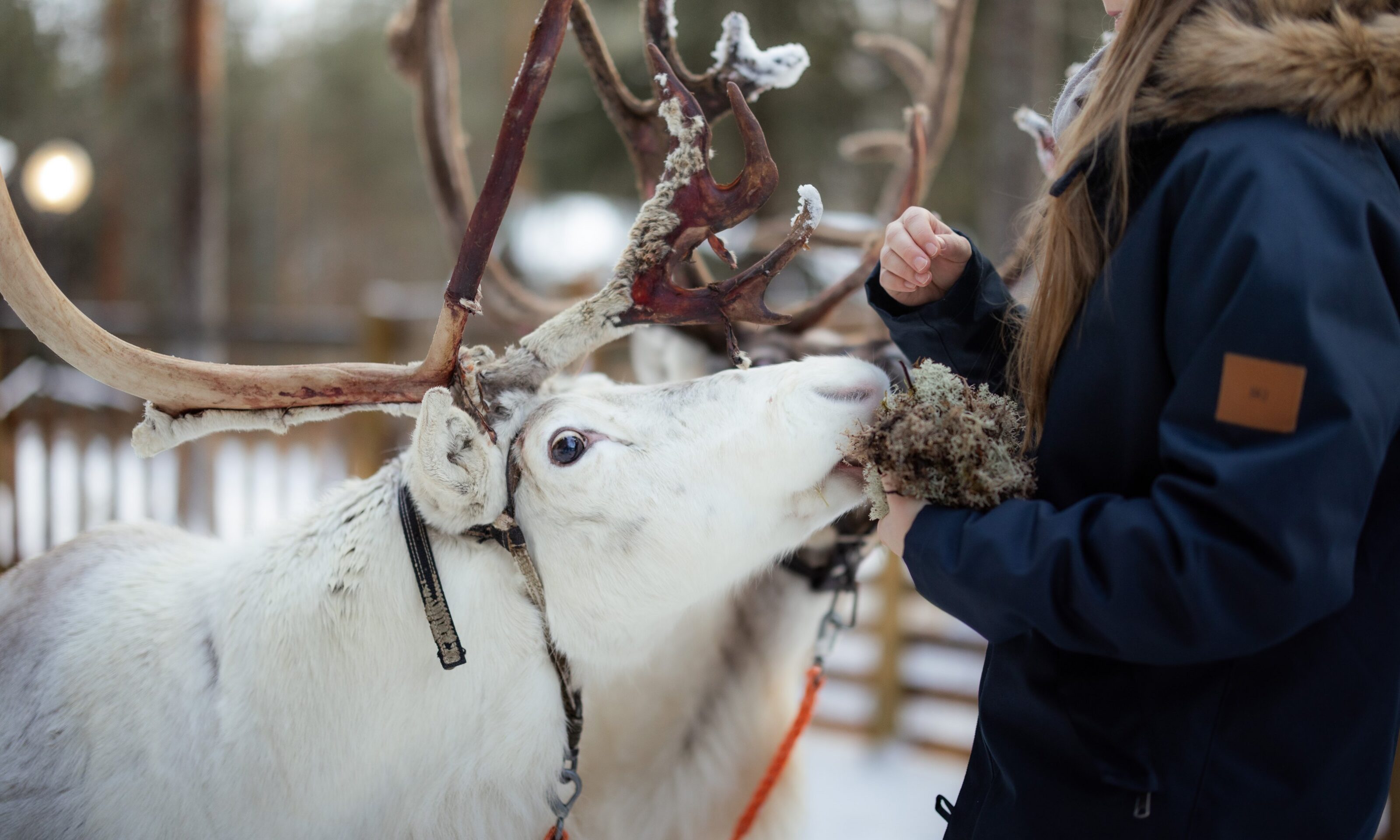 Reindeer park entrance, reindeer eating from a person's hand in SantaPark Rovaniemi