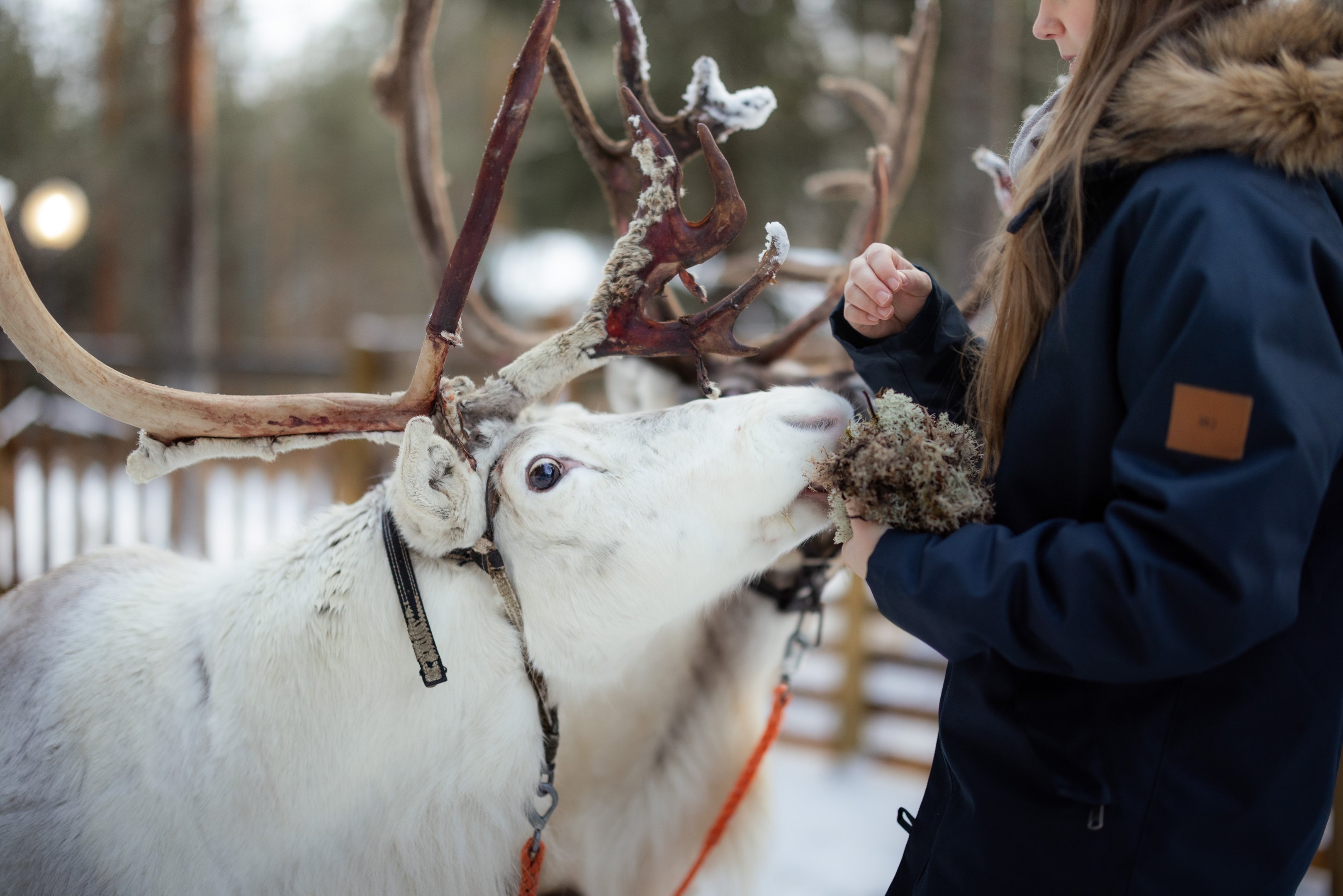 Reindeer Park entrance in Rovaniemi with winter nature surroundings.